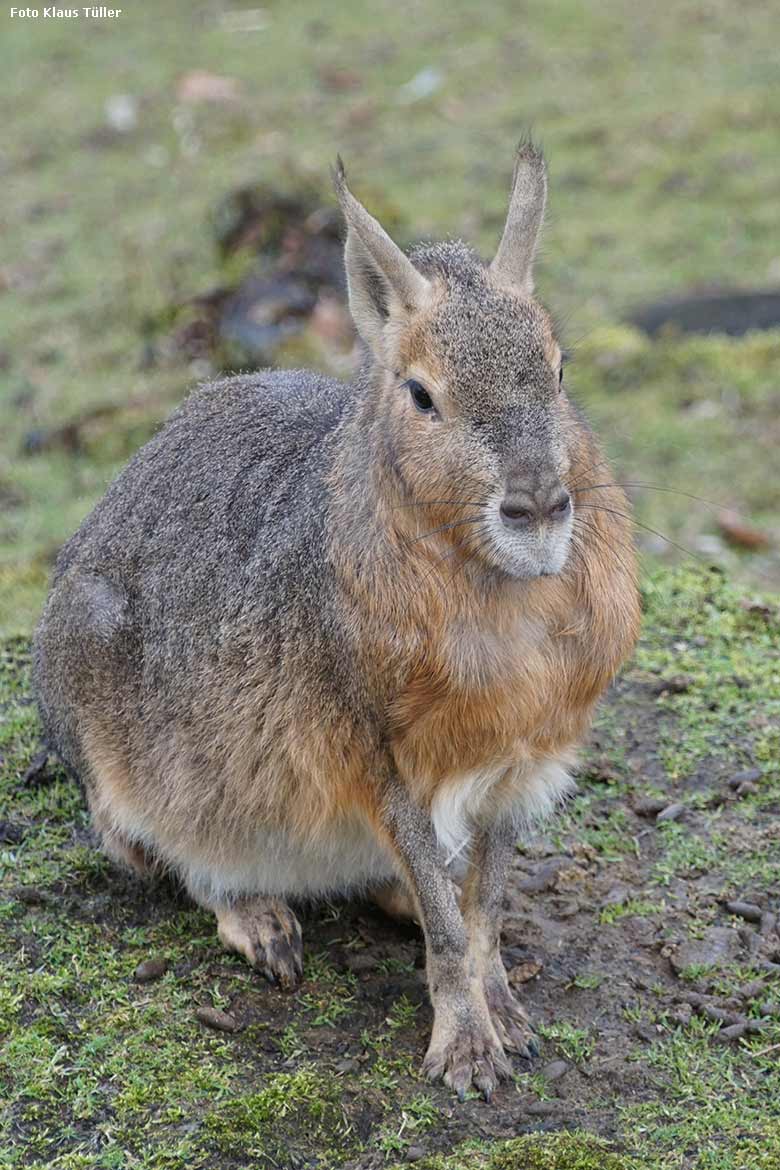 Große Mara am 7. März 2020 auf der Patagonien-Anlage im Wuppertaler Zoo (Foto Klaus Tüller)