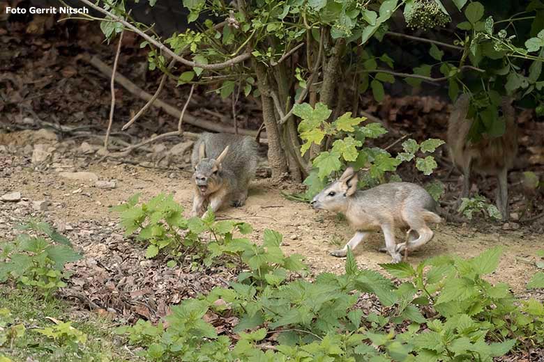 Große Mara mit Jungtier am 18. Juli 2020 auf der Patagonien-Anlage im Zoologischen Garten Wuppertal (Foto Gerrit Nitsch)