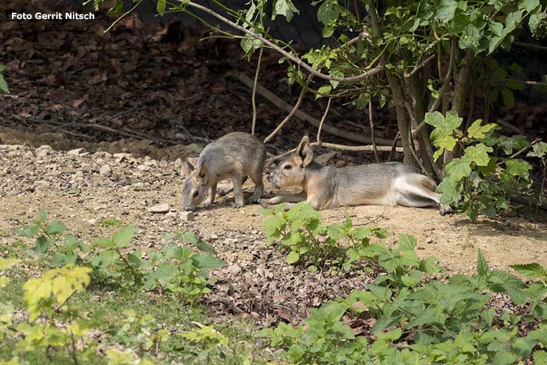 Große Mara mit Jungtier am 18. Juli 2020 auf der Patagonien-Anlage im Zoo Wuppertal (Foto Gerrit Nitsch)