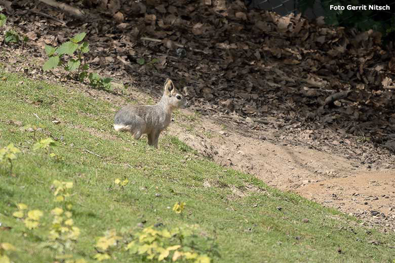 Große Mara-Jungtier am 18. Juli 2020 auf der Patagonien-Anlage im Wuppertaler Zoo (Foto Gerrit Nitsch)