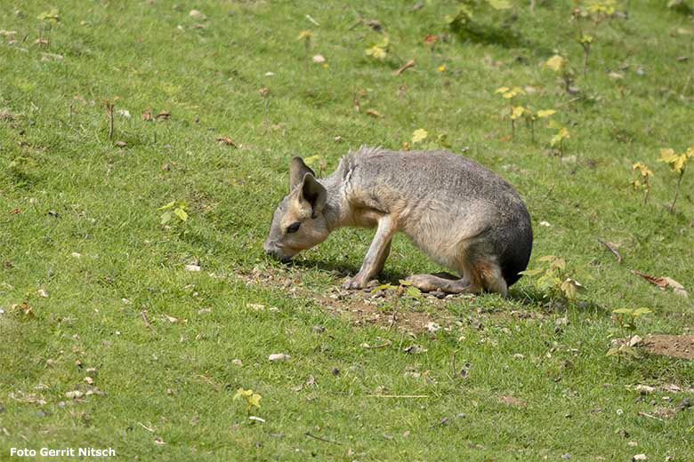 Junges Große Mara am 18. Juli 2020 auf der Patagonien-Anlage im Grünen Zoo Wuppertal (Foto Gerrit Nitsch)