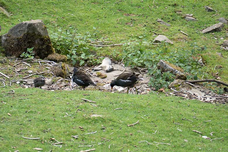 Verendetes Große Mara-Jungtier am 27. Juli 2020 auf der Patagonien-Anlage im Grünen Zoo Wuppertal