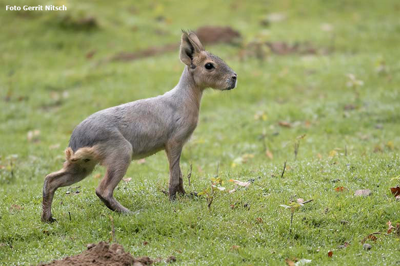 Große Mara-Jungtier am 27. August 2020 auf der Patagonien-Anlage im Grünen Zoo Wuppertal (Foto Gerrit Nitsch)