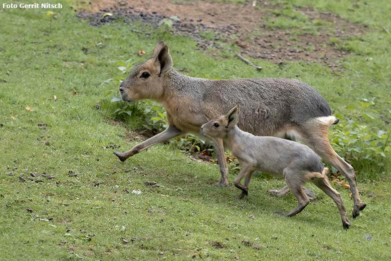 Große Mara mit Jungtier am 27. August 2020 auf der Patagonien-Anlage im Zoologischen Garten der Stadt Wuppertal (Foto Gerrit Nitsch)