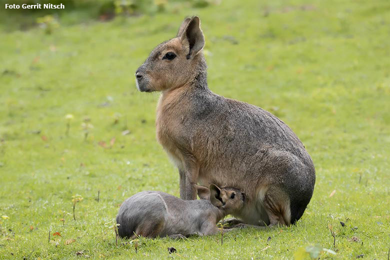 Große Mara mit Jungtier am 27. August 2020 auf der Patagonien-Anlage im Grünen Zoo Wuppertal (Foto Gerrit Nitsch)