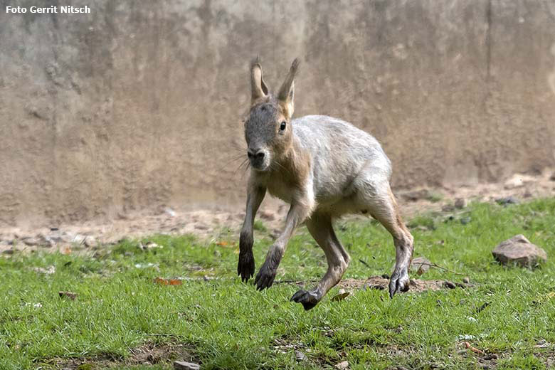 Große Mara-Jungtier am 27. August 2020 als Spring-ins-Feld auf der Patagonien-Anlage im Zoologischen Garten Wuppertal (Foto Gerrit Nitsch)