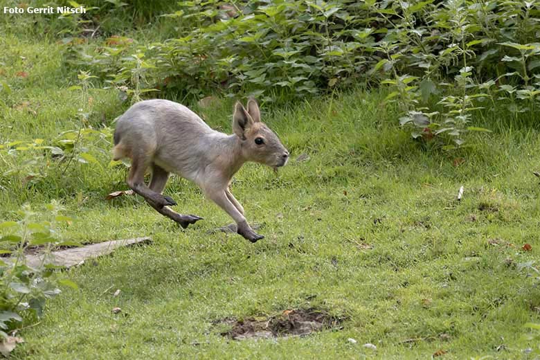 Große Mara-Jungtier am 27. August 2020 als Springinsfeld auf der Patagonien-Anlage im Wuppertaler Zoo (Foto Gerrit Nitsch)