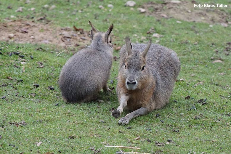 Große Maras am 18. Oktober 2020 auf der Patagonien-Anlage im Grünen Zoo Wuppertal (Foto Klaus Tüller)