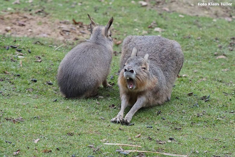 Große Maras am 18. Oktober 2020 auf der Patagonien-Anlage im Zoologischen Garten der Stadt Wuppertal (Foto Klaus Tüller)