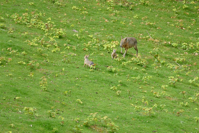 Große Mara mit Jungtieren am 10. Juli 2021 auf der Patagonien-Anlage im Zoologischen Garten Wuppertal