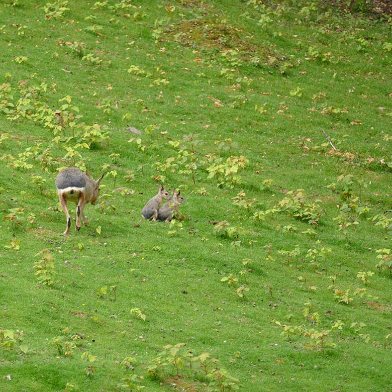 Mara mit zwei Jungtieren am 10. Juli 2021 auf der Patagonien-Anlage im Zoo Wuppertal