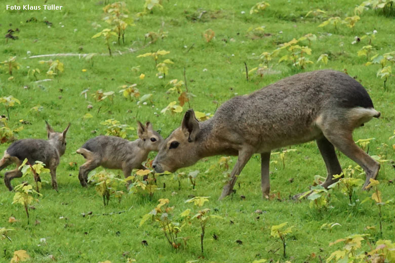 Große Mara mit Jungtieren am 13. Juli 2021 auf der Patagonien-Anlage im Grünen Zoo Wuppertal (Foto Klaus Tüller)