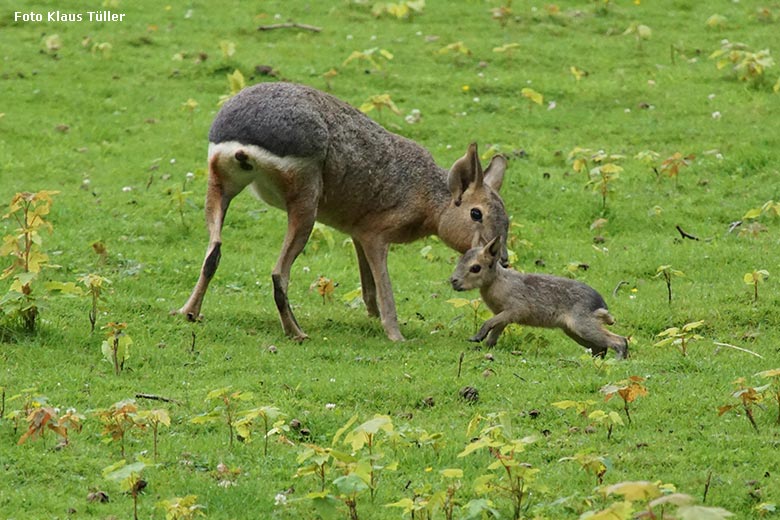 Große Mara mit Jungtier am 13. Juli 2021 auf der Patagonien-Anlage im Zoologischen Garten der Stadt Wuppertal (Foto Klaus Tüller)