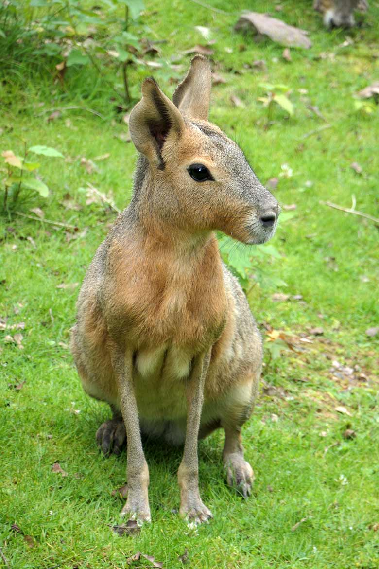 Weibliche Große Mara am 8. August 2021 auf der Patagonien-Anlage im Zoo Wuppertal