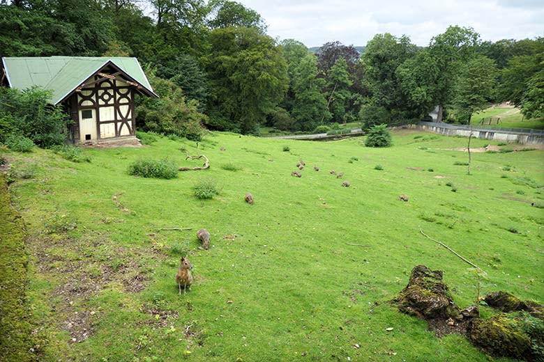 Große Maras am 8. August 2021 auf der Patagonien-Anlage im Zoologischen Garten Wuppertal