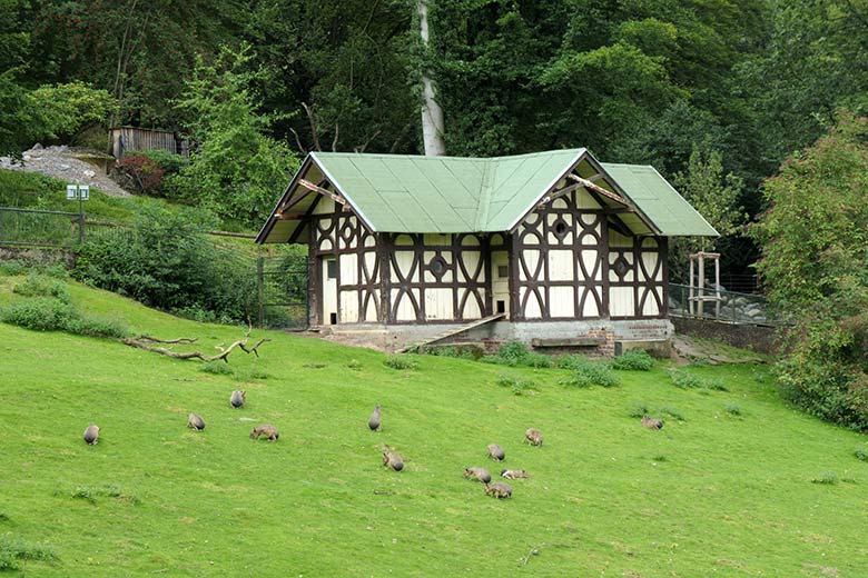 Große Maras am 8. August 2021 auf der Patagonien-Anlage im Wuppertaler Zoo