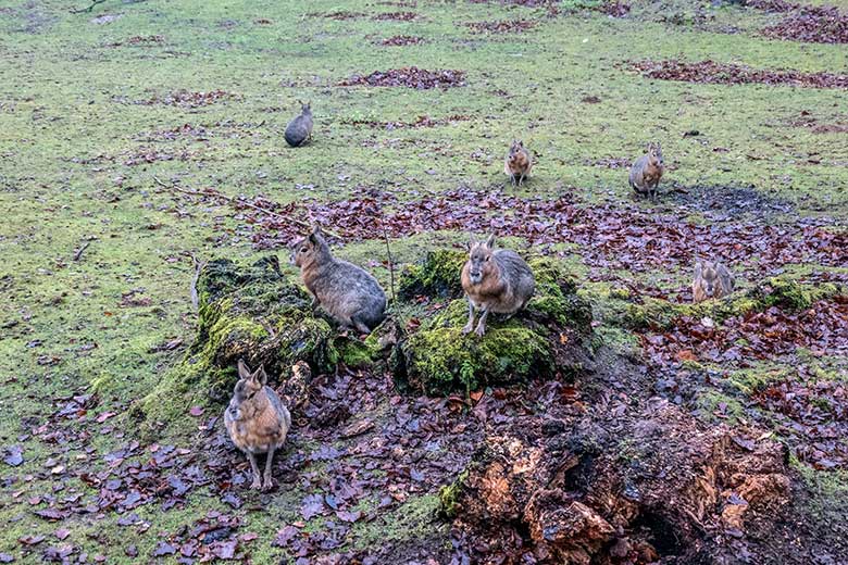 Große Maras am 18. Dezember 2021 auf der Patagonien-Anlage im Grünen Zoo Wuppertal