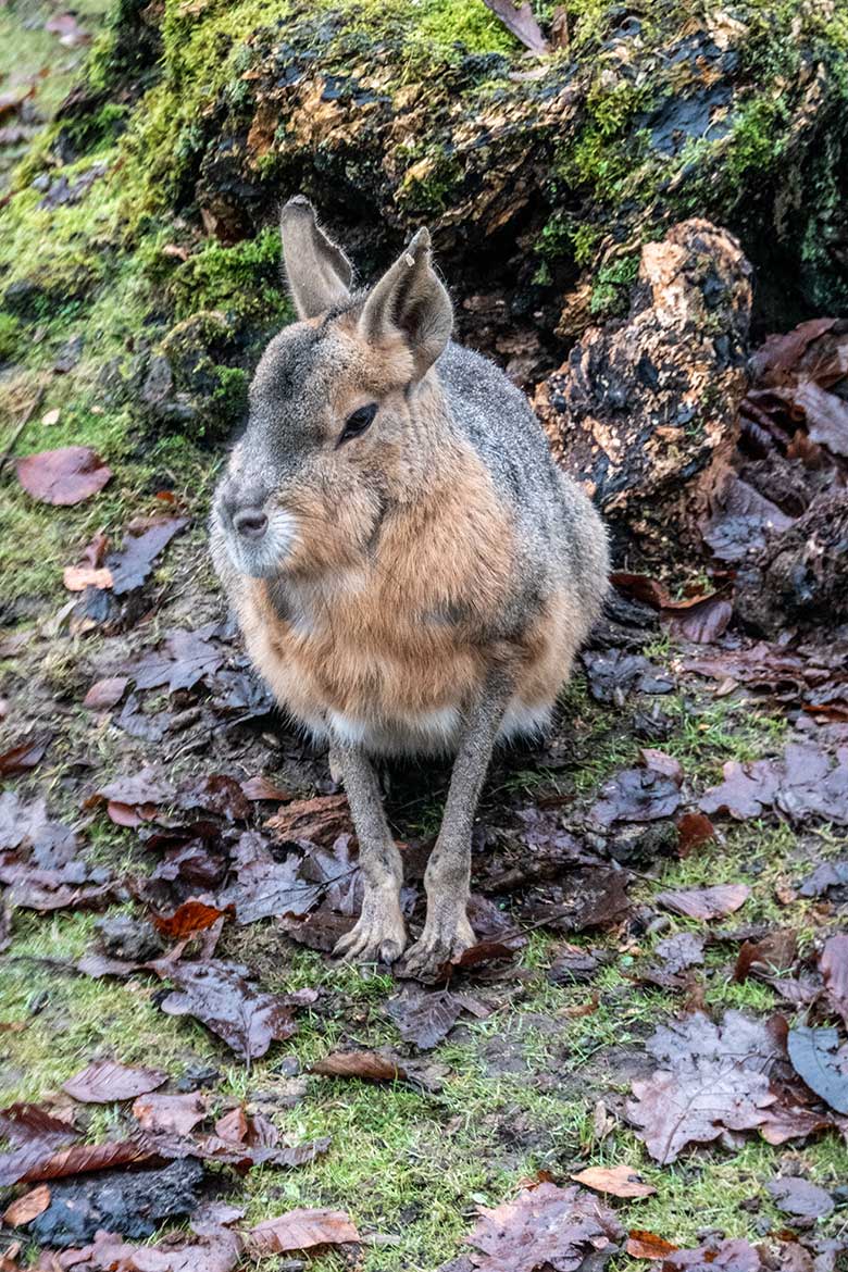 Große Mara am 18. Dezember 2021 auf der Patagonien-Anlage im Grünen Zoo Wuppertal