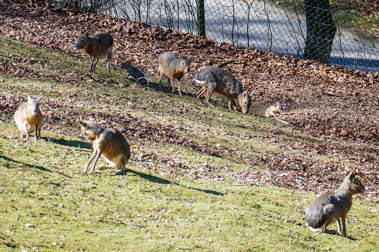 Große Maras mit zwei Jungtieren am 19. März 2022 auf der Patagonien-Anlage im Grünen Zoo Wuppertal