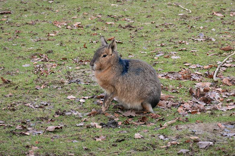 Blau markierte Große Mara am 28. Dezember 2023 auf der Patagonien-Anlage im Grünen Zoo Wuppertal