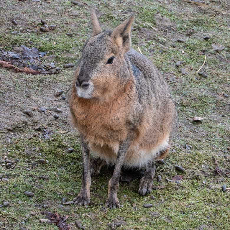 Große Mara am 23. Januar 2024 auf der Patagonien-Anlage im Grünen Zoo Wuppertal