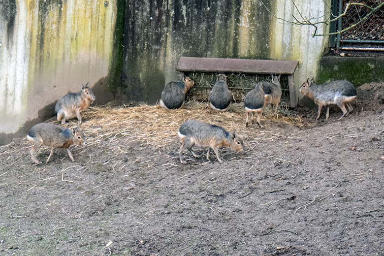 Große Maras am 23. Januar 2024 auf der Patagonien-Anlage im Zoo Wuppertal