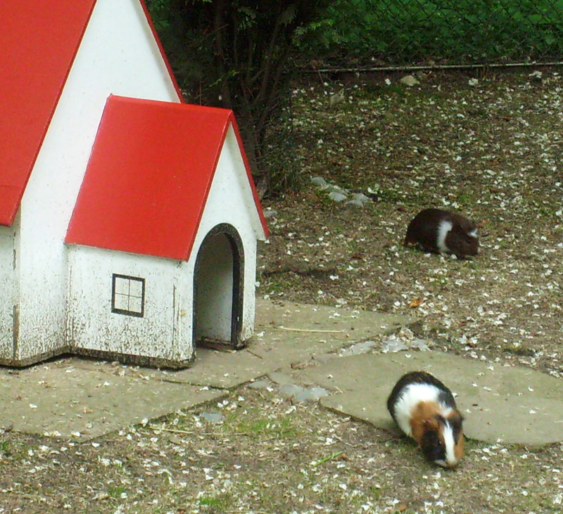 Dorf für Hausmeerschweinchen im Zoologischen Garten Wuppertal im Mai 2010