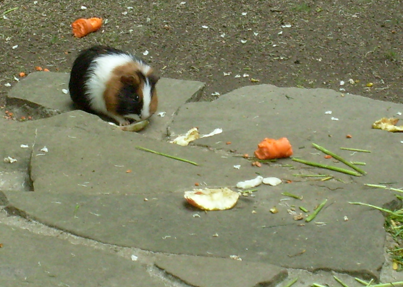 Hausmeerschweinchen im Zoo Wuppertal im Mai 2010