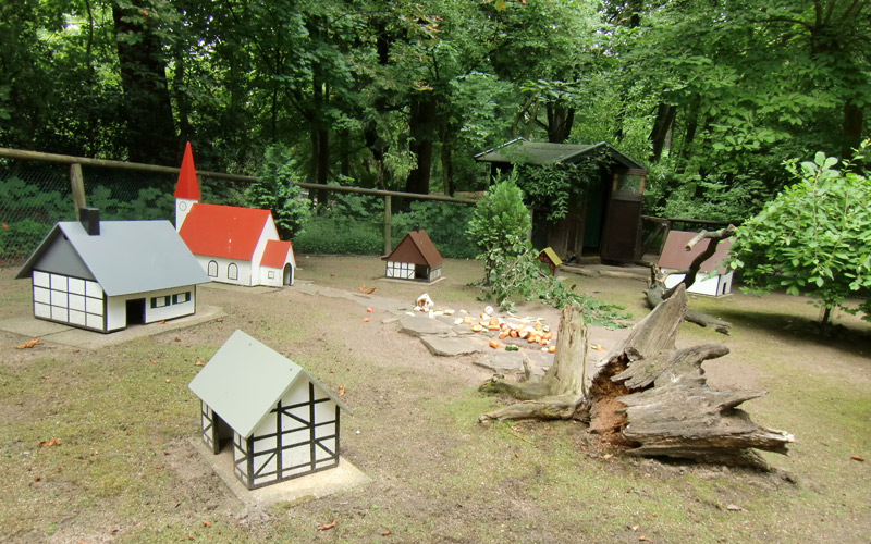 Hausmeerschweinchen im Wuppertaler Zoo im Juli 2010