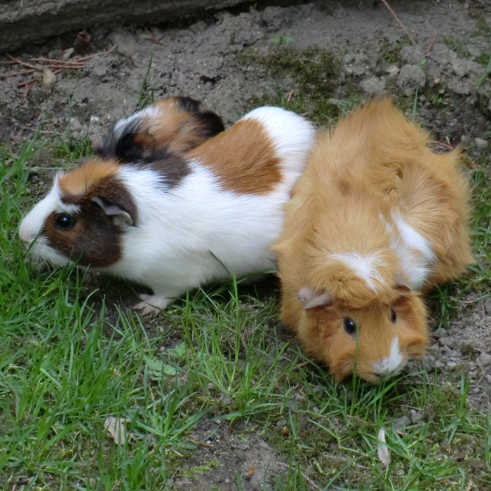 Hausmeerschweinchen im Wuppertaler Zoo im April 2011