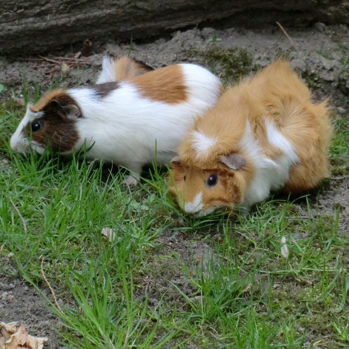 Hausmeerschweinchen im Wuppertaler Zoo im April 2011