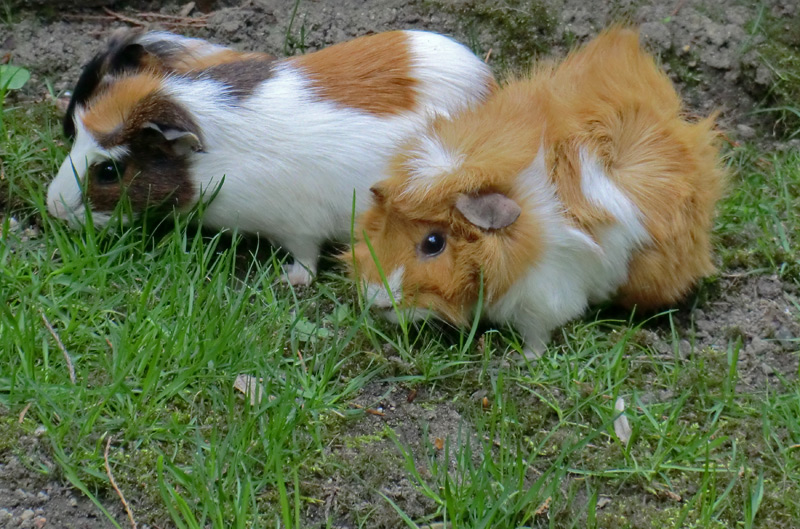 Hausmeerschweinchen im Wuppertaler Zoo im April 2011