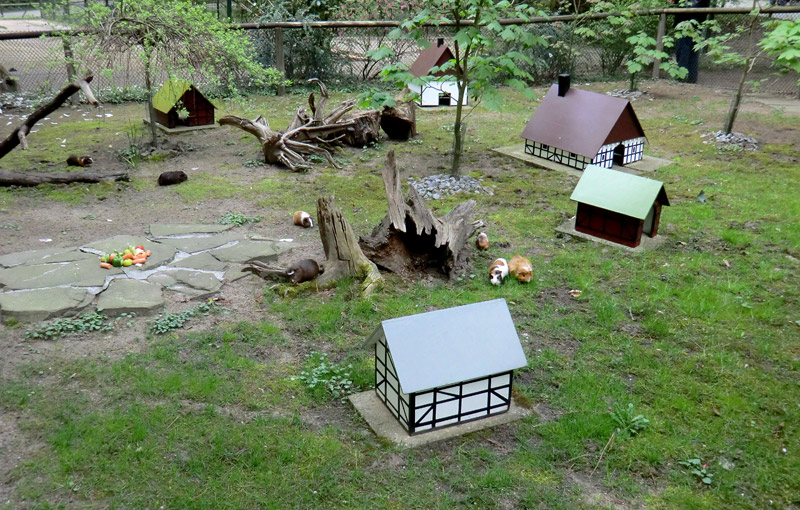 Dorf für Hausmeerschweinchen im Zoo Wuppertal im April 2011