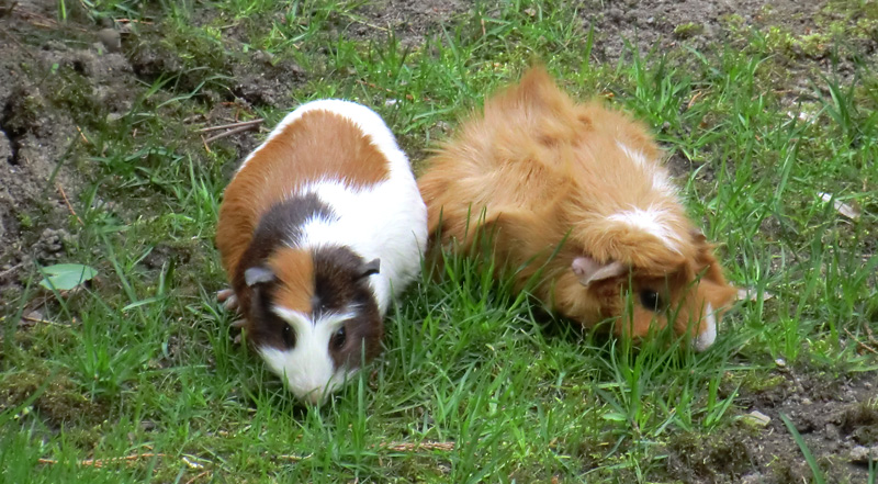 Hausmeerschweinchen im Zoo Wuppertal im April 2011
