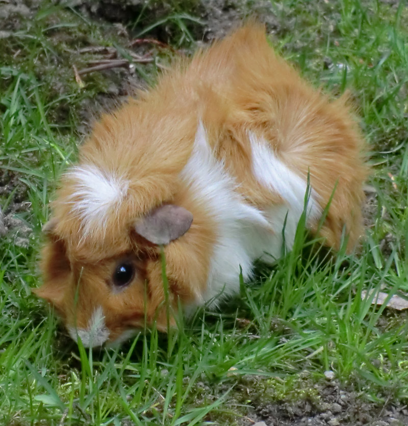 Hausmeerschweinchen im Wuppertaler Zoo im April 2011