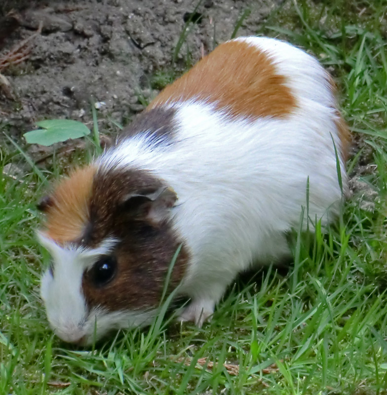 Hausmeerschweinchen im Zoologischen Garten Wuppertal im April 2011