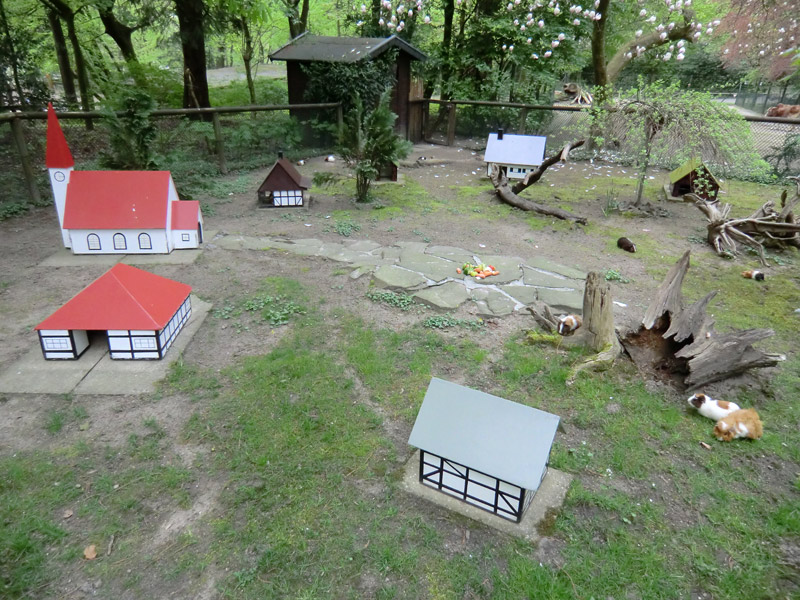 Dorf für Hausmeerschweinchen im Zoologischen Garten Wuppertal im April 2011