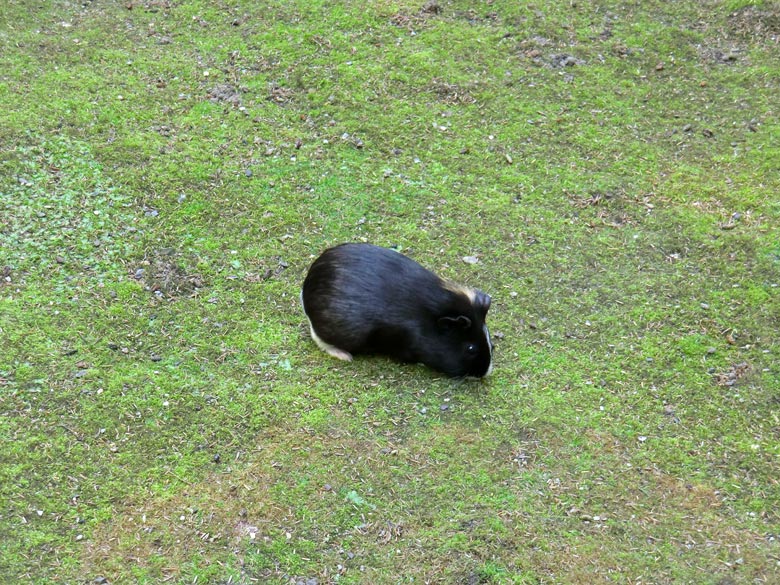 Hausmeerschweinchen im Wuppertaler Zoo im August 2011