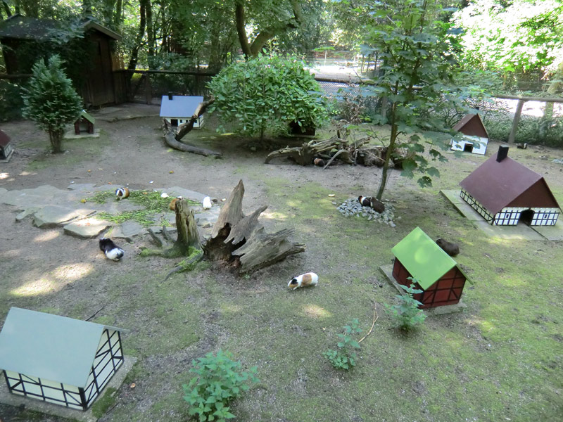 Dorf für Hausmeerschweinchen im Zoologischen Garten Wuppertal im August 2011