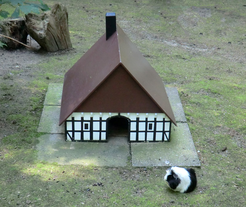 Haus für Hausmeerschweinchen im Zoo Wuppertal im August 2011