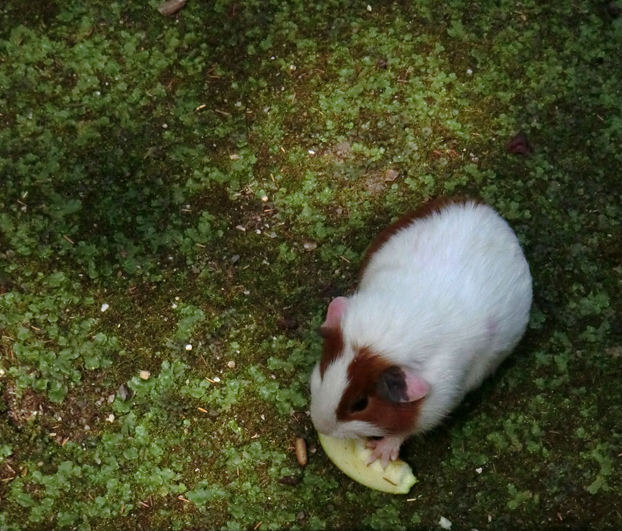 Hausmeerschweinchen im Zoo Wuppertal im Juli 2012