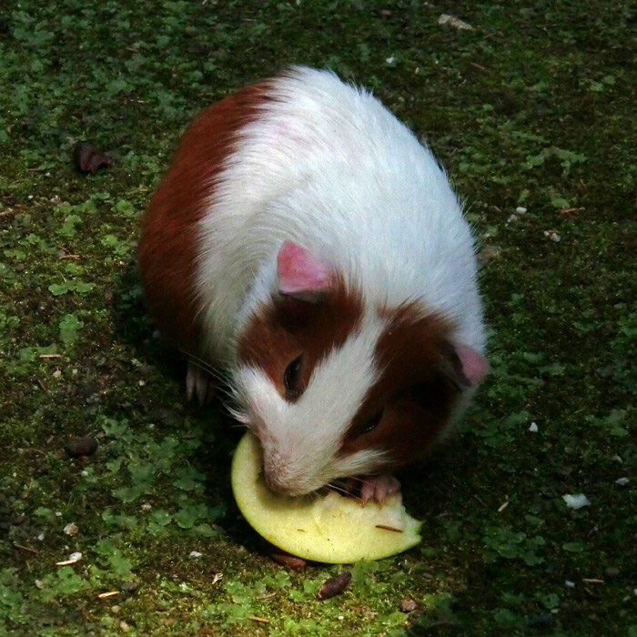 Hausmeerschweinchen im Wuppertaler Zoo im Juli 2012