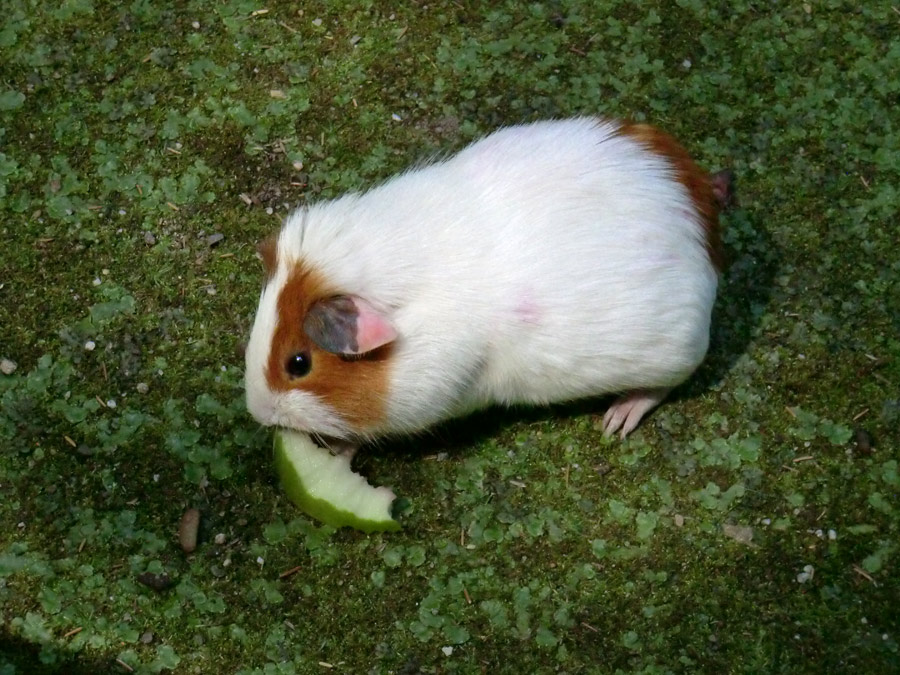 Hausmeerschweinchen im Zoologischen Garten Wuppertal im Juli 2012