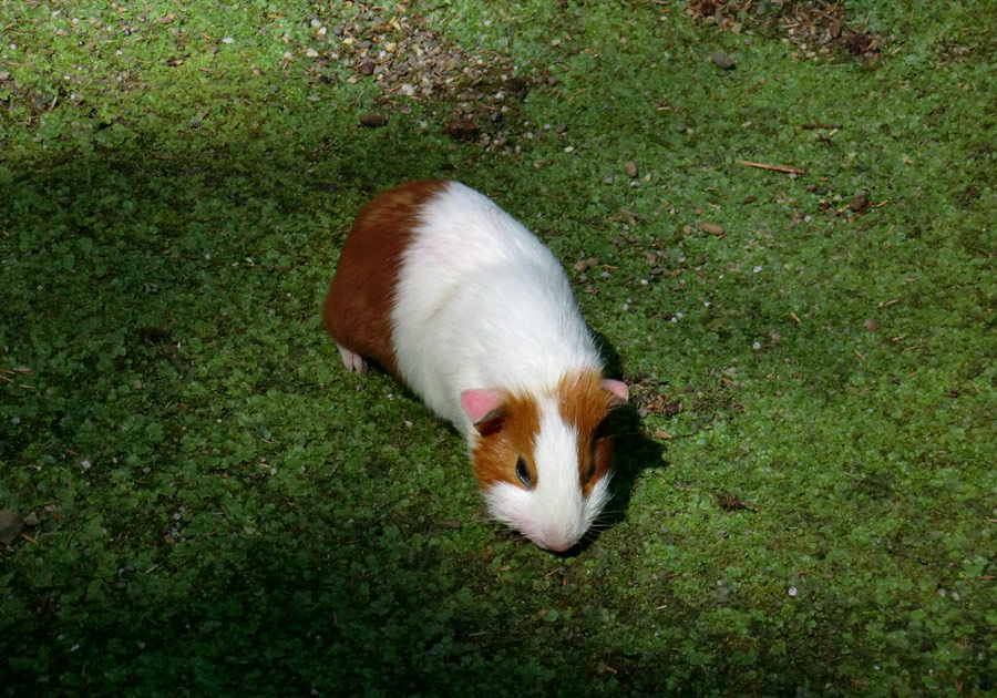 Hausmeerschweinchen im Zoo Wuppertal im Juli 2012