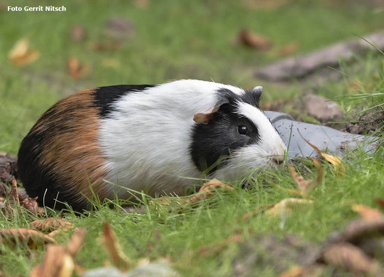 Hausmeerschweinchen am 8. August 2019 auf der Außenanlage im Grünen Zoo Wuppertal (Foto Gerrit Nitsch)