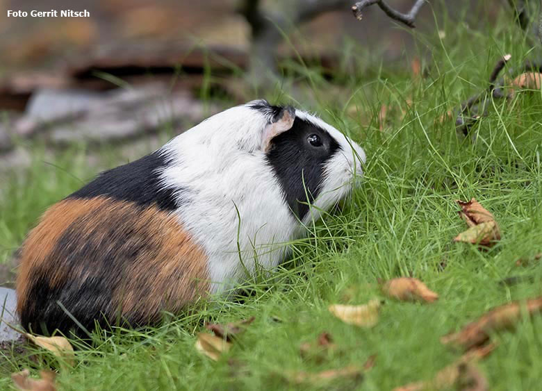 Hausmeerschweinchen am 8. August 2019 auf der Außenanlage im Wuppertaler Zoo (Foto Gerrit Nitsch)