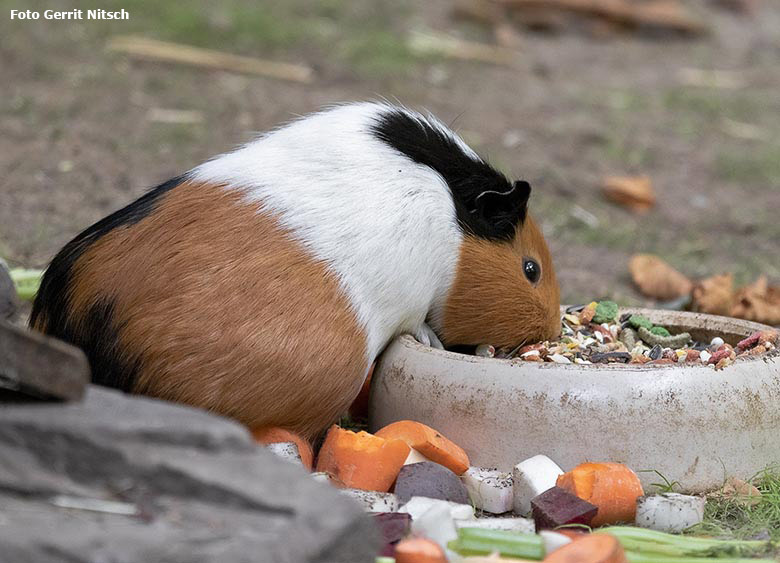 Hausmeerschweinchen am 8. August 2019 auf der Außenanlage im Zoologischen Garten Wuppertal (Foto Gerrit Nitsch)