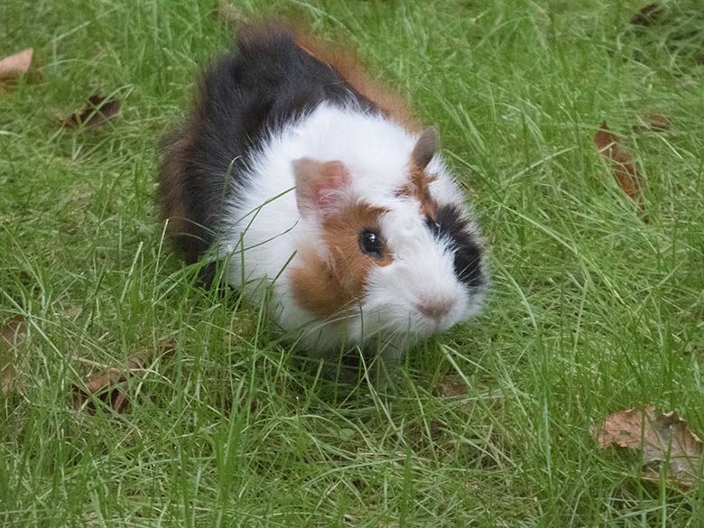 Hausmeerschweinchen am 5. September 2019 auf der Außenanlage im Grünen Zoo Wuppertal