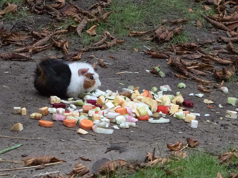 Hausmeerschweinchen am 16. September 2019 auf der Außenanlage im Zoologischen Garten Wuppertal