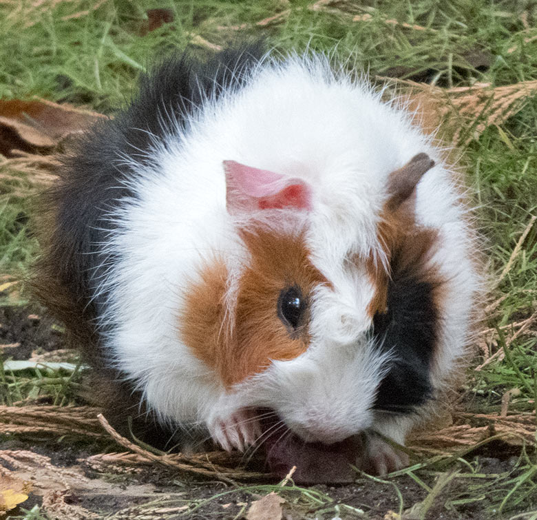 Hausmeerschweinchen am 30. September 2019 auf der Außenanlage im Wuppertaler Zoo